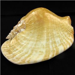 Scarce Collectible Strombus Latissimus Shell (SHL-000016)