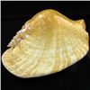 Image 1 : Scarce Collectible Strombus Latissimus Shell (SHL-000016)