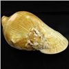 Image 2 : Scarce Collectible Strombus Latissimus Shell (SHL-000016)