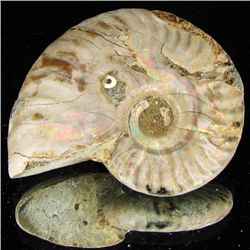 185ct Opalized Ammonite (MIN-002106)