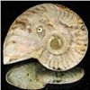 Image 1 : 185ct Opalized Ammonite (MIN-002106)