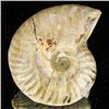 Image 2 : 185ct Opalized Ammonite (MIN-002106)