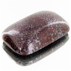 48ct Dinosaur Bone Cabochon (GEM-35312)