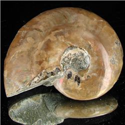 145ct Opalized Ammonite (MIN-002112)