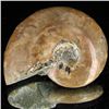 Image 1 : 145ct Opalized Ammonite (MIN-002112)