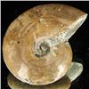 Image 2 : 145ct Opalized Ammonite (MIN-002112)
