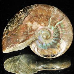 95ct Opalized Ammonite (MIN-002068)