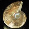 Image 2 : 95ct Opalized Ammonite (MIN-002068)