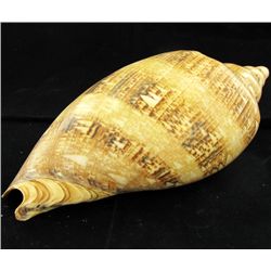Scarce Collectible Voluta Magnifica Shell (SHL-000003)