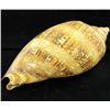 Image 1 : Scarce Collectible Voluta Magnifica Shell (SHL-000003)