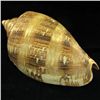 Image 2 : Scarce Collectible Voluta Magnifica Shell (SHL-000003)