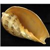 Image 3 : Scarce Collectible Voluta Magnifica Shell (SHL-000003)