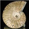 Image 2 : 175ct Opalized Ammonite (MIN-002121)