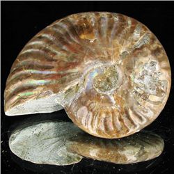 205ct Opalized Ammonite (MIN-002094)
