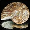 Image 1 : 205ct Opalized Ammonite (MIN-002094)