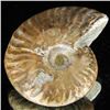 Image 2 : 205ct Opalized Ammonite (MIN-002094)