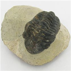 305gm Preserved Tribolite Fossil On Base Material (MIN-002051)