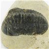 Image 2 : 305gm Preserved Tribolite Fossil On Base Material (MIN-002051)
