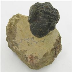 299gm Preserved Tribolite Fossil On Base Material (MIN-002060)