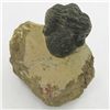 Image 1 : 299gm Preserved Tribolite Fossil On Base Material (MIN-002060)