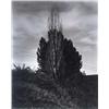 Image 1 : ALFRED STIEGLITZ (American, 1864-1946) POPLARS, LAKE GEORGE vintage gelatin silver print mounted on