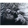 Image 1 : ERWIN BLUMENFELD (American, 1897-1969) PRIMAVERA "Lisette 1985" inscribed in ink on verso Erwin Blum