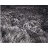 Image 1 : HARRY CALLAHAN (American, 1912-1999) MICHIGAN signed "Harry M. Callahan" in pencil on verso of the m