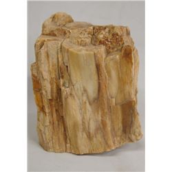 Petrified Wood Specimen
