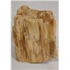 Image 1 : Petrified Wood Specimen