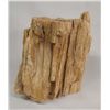 Image 2 : Petrified Wood Specimen