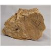 Image 3 : Petrified Wood Specimen