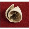 Image 3 : Prehistoric Casas Grande Cone Shell Beads