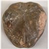 Image 1 : Prehistoric Fossilized Sand Dollar