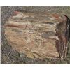 Image 2 : HUGE Petrified Wood Specimen MUST BE PICKED UP