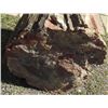 Image 3 : HUGE Petrified Wood Specimen MUST BE PICKED UP