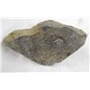 Image 2 : New Mexico Fossilized Rock Specimen of Snake