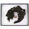 Image 1 : UNION SOLDIER'S UNIFORM REMNANT AND BUTTON RECOVERED AT COLD HARBOR