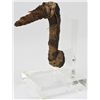 Image 1 : MUMMIFIED IBIS