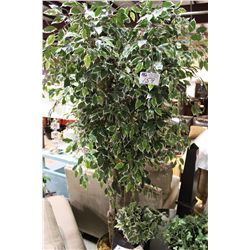 LARGE EVERGREEN TREE