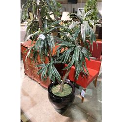 LARGE EVERGREEN TREE