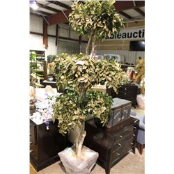 LARGE EVERGREEN TREE