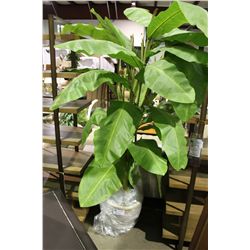 EVERGREEN 7' DOUBLE BANANA PLANT IN POT