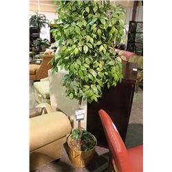 EVERGREEN NATURAL FICUS POTTED PLANT