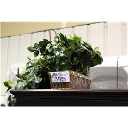 PAIR OF EVERGREEN PLANTS