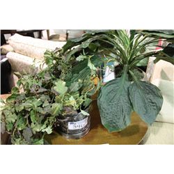 PAIR OF EVERGREEN PLANTS