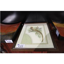 ROGELL PICTURE "IL FAGIANO ERATO ART 1"