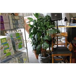 5 LARGE EVERGREEN PLANTS