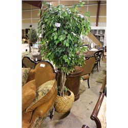 LARGE EVERGREEN TREE