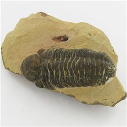 241gm Preserved Tribolite Fossil On Base Material (MIN-002045)