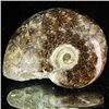 Image 1 : 105ct Opalized Ammonite (MIN-002130)